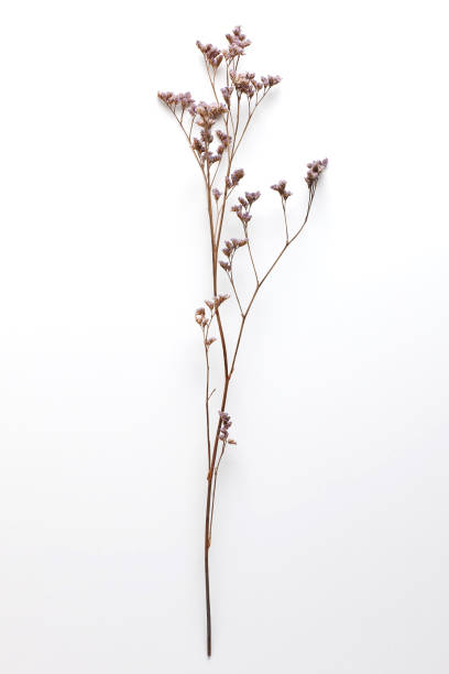istock Dried Field Flower isolated on White Background with Real Shadow. 913868584
