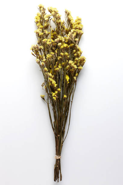 istock Dried Field Flower isolated on White Background with Real Shadow. 913868588