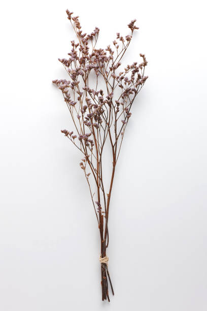 istock Dried Field Flower isolated on White Background with Real Shadow. 913868590