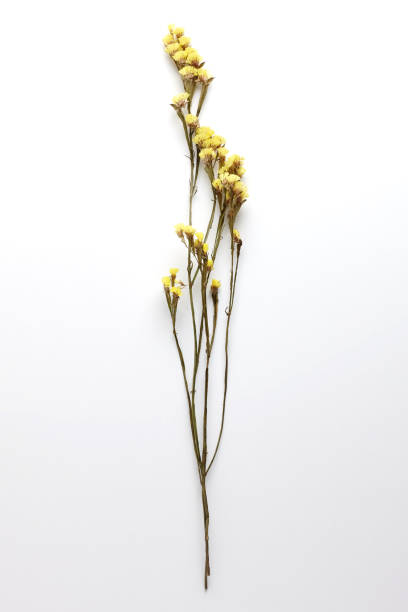 istock Dried Field Flower isolated on White Background with Real Shadow. 913868646