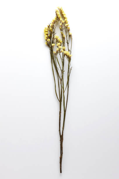 istock Dried Field Flower isolated on White Background with Real Shadow. 913868654