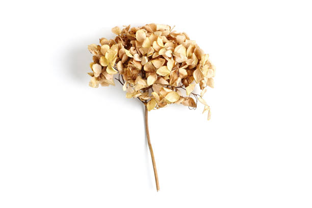 Herbarium of wild flowers. Top View. Close up with copy Space.