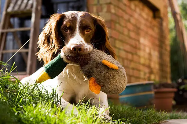 Photo of Skip & Duck...