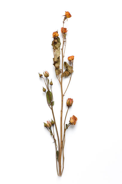 istock Dried Field Flower isolated on White Background with Real Shadow. 913868780