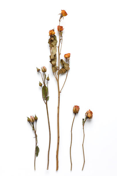 istock Dried Field Flower isolated on White Background with Real Shadow. 913868786