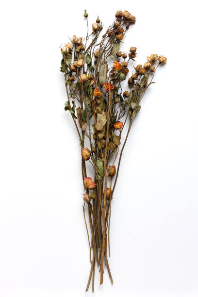 istock Dried Field Flower isolated on White Background with Real Shadow. 913868788