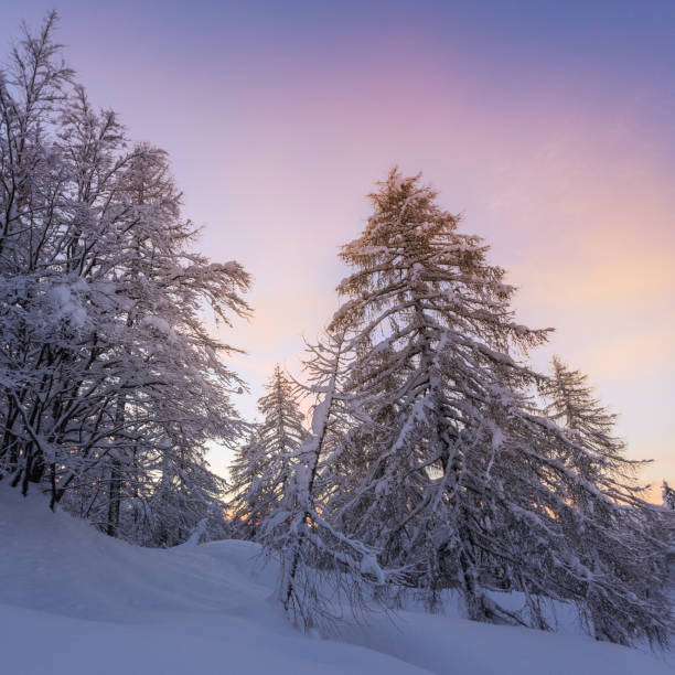 istock Beautiful winter landscape with snow covered trees 913869498