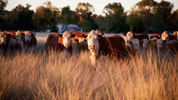 Herd of grass fed beef cattle