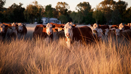 Herd of grass fed beef cattle sunset in rural NSW Australia staring at camera