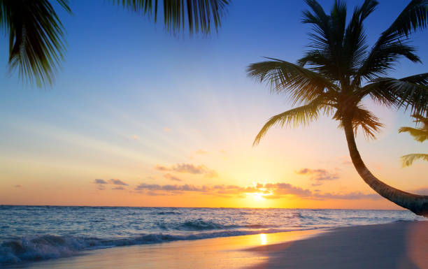 トロピカルビーチに沈むアートの美しい夕日 - ジャマイカ 写真 ストックフォトと画像