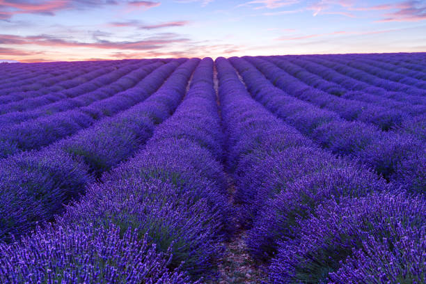 istock Lavender field summer sunset landscape  near Valensole 913873424
