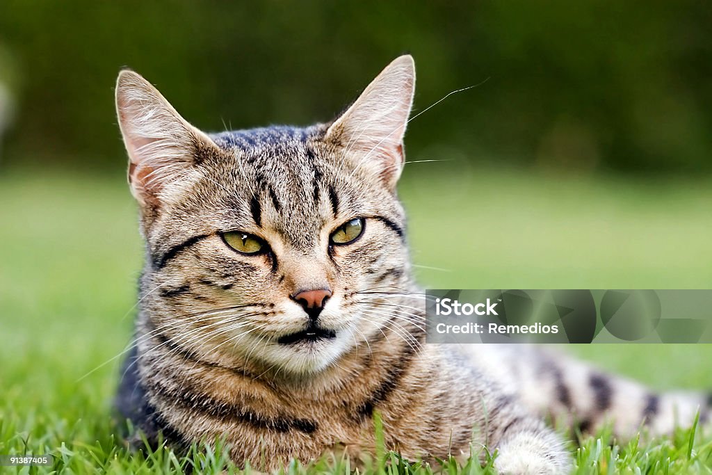 Cat - Foto de stock de Acostado libre de derechos