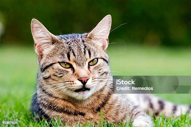 Cat Foto de stock y más banco de imágenes de Acostado - Acostado, Aire libre, Animal