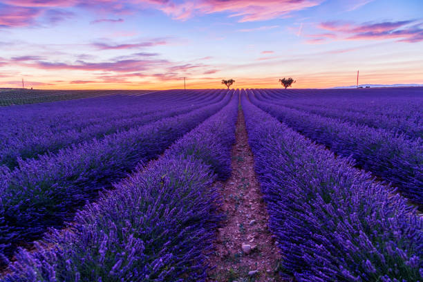 istock Lavender field summer landscape near Valensole 913874080