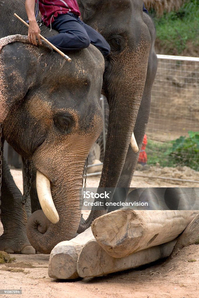 Elephants stacking logs 03 Elephants at a park near Chiang Mai, Thailand, pushing logs into a stack using their trunks Animal Stock Photo