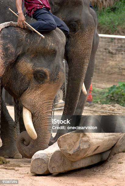 Elephants Stacking Logs 03 Stock Photo - Download Image Now - Animal, Animal Trunk, Asia