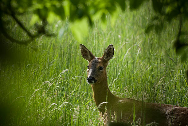 디어 있는 거리 - duiker tree bush animals in the wild 뉴스 사진 이미지