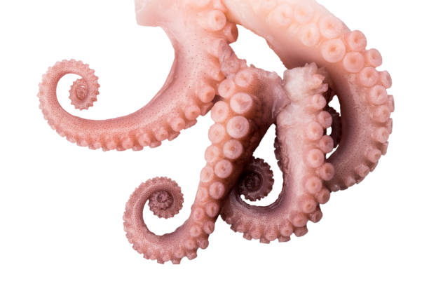 istock tentacles of octopus isolated on white background 913876566