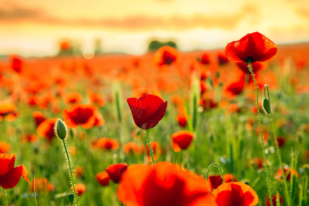 istock Poppies field meadow in summer 913877000
