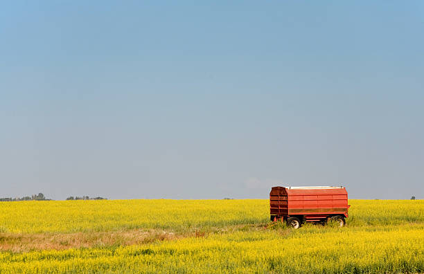 red-grain-truck in gelb canola field - saskatchewan saskatoon field prairie stock-fotos und bilder