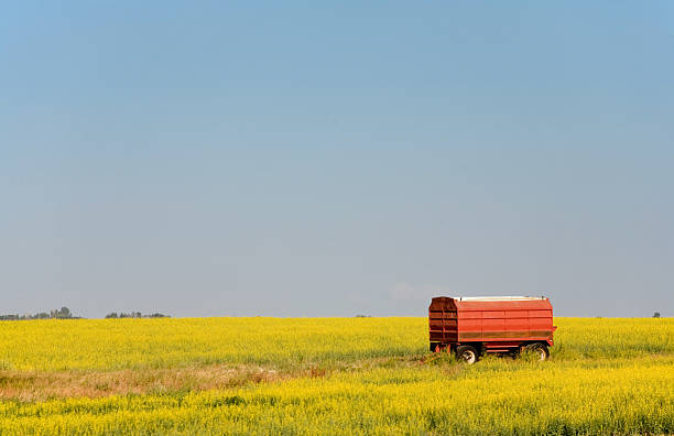 rojo grano camión en amarillo canola field - saskatoon saskatchewan prairie field fotografías e imágenes de stock