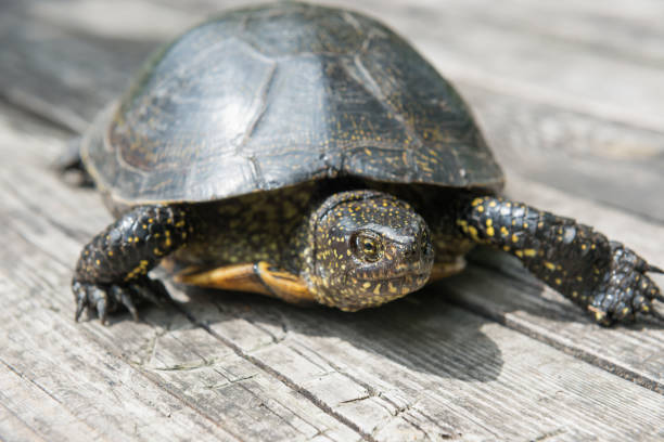 istock Big turtle on old wooden desk 913879434
