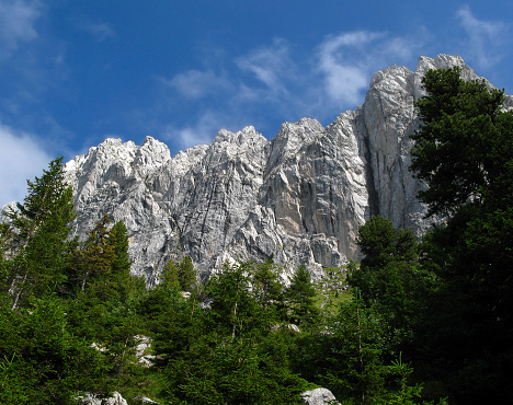 Cow Alps Switzerland. High quality photo