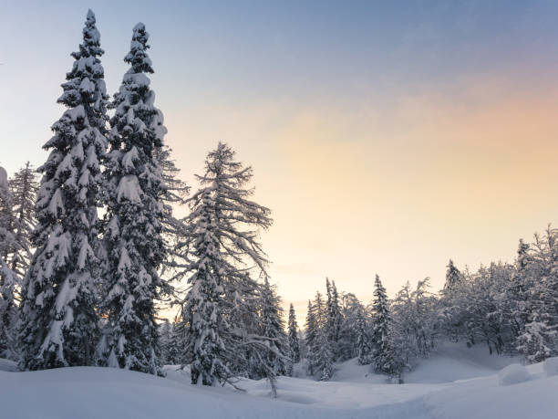 istock Winter forest in Julian Alps mountains 913880662
