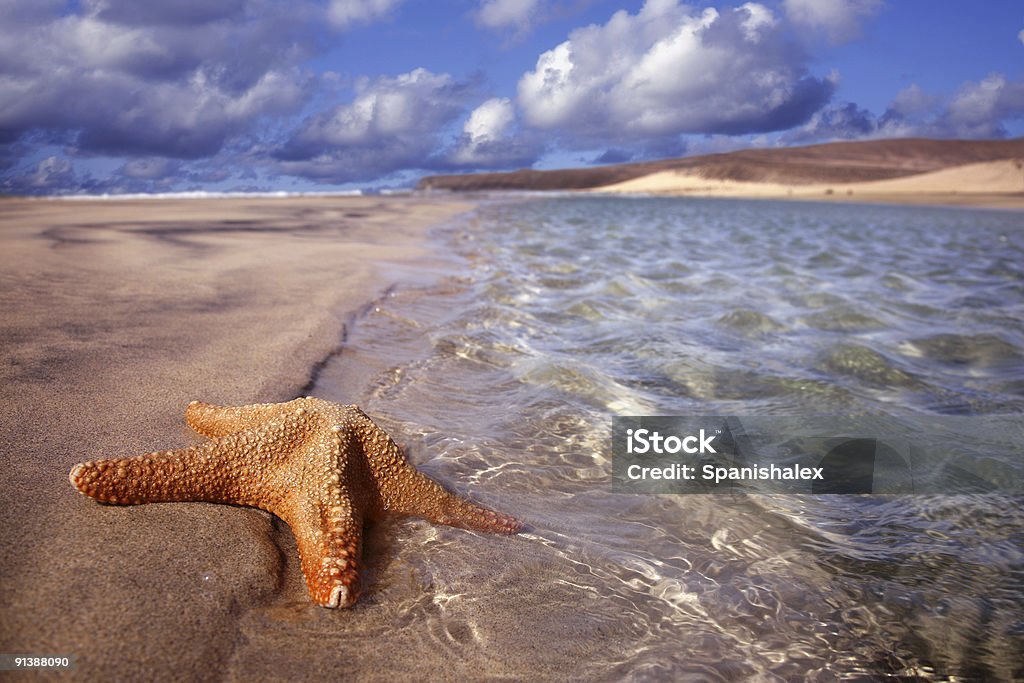 Starfish Floating  Floating On Water Stock Photo