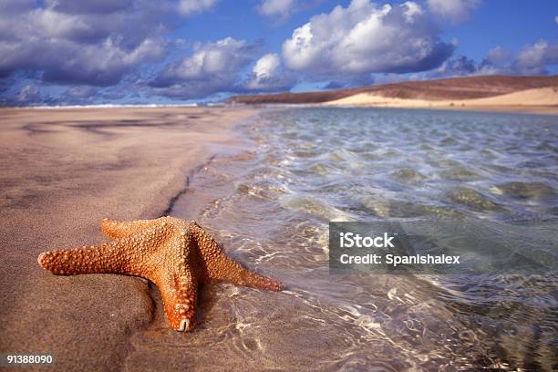 Starfish Floating Stock Photo - Download Image Now - Floating On Water, Starfish, Animal