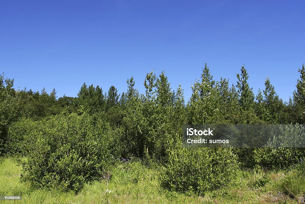 Exuberante forrest - Foto de stock de Aire libre libre de derechos