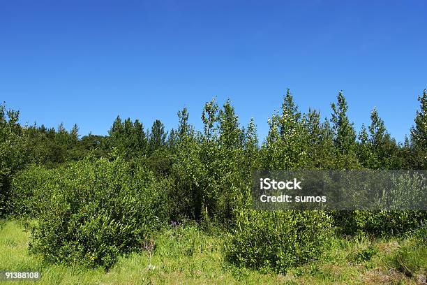 Exuberante Forrest Foto de stock y más banco de imágenes de Aire libre - Aire libre, Arbolado, Arbusto