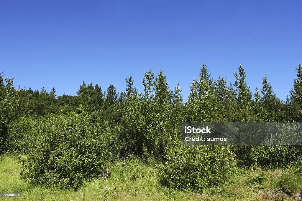 Lussureggiante foresta - Foto stock royalty-free di Alberato