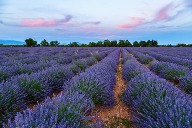 istock Lavender field summer sunset landscape 913882858
