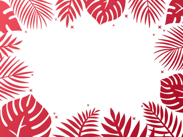 ilustrações, clipart, desenhos animados e ícones de quadro de fundo tropical palm - tropical climate white background palm tree leaf