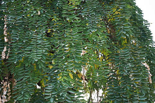 Green leaf tree wall background