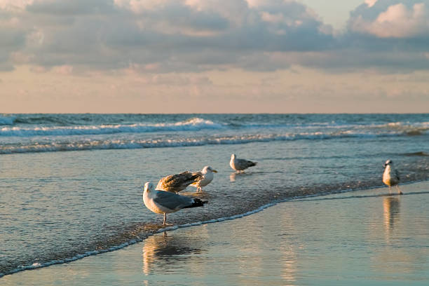 istock sea and the seagulls 91388601