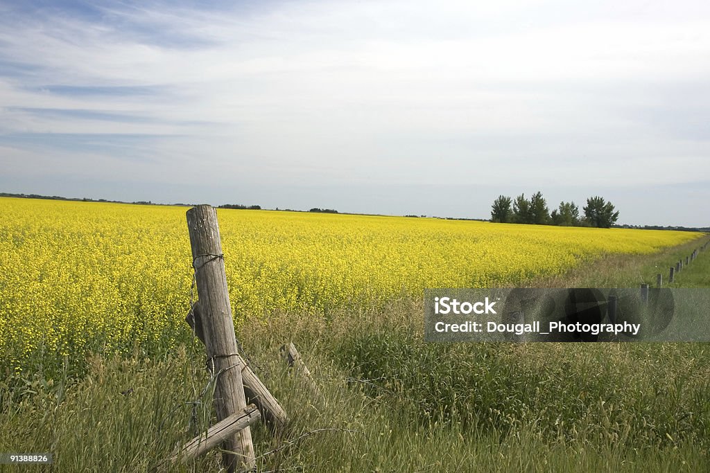 Canola Field y alambradas de púas - Foto de stock de Canola libre de derechos