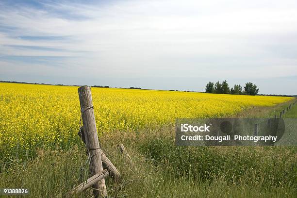 Canola Field Y Alambradas De Púas Foto de stock y más banco de imágenes de Canola - Canola, Saskatchewan, Agricultura