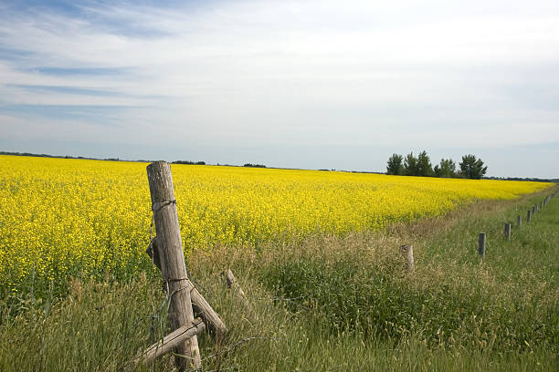 istock Canola Field and Barbed Wire Fence 91388826