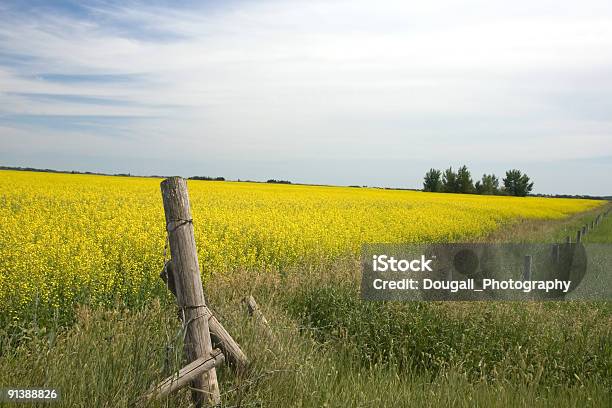 Canola Field E Arame Farpado Vedação - Fotografias de stock e mais imagens de Canola - Canola, Saskatchewan, Agricultura