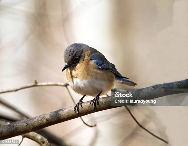 Weibliche Bluebird Im Winter Stockfoto und mehr Bilder von Abgeschiedenheit - Abgeschiedenheit, Ast - Pflanzenbestandteil, Blau