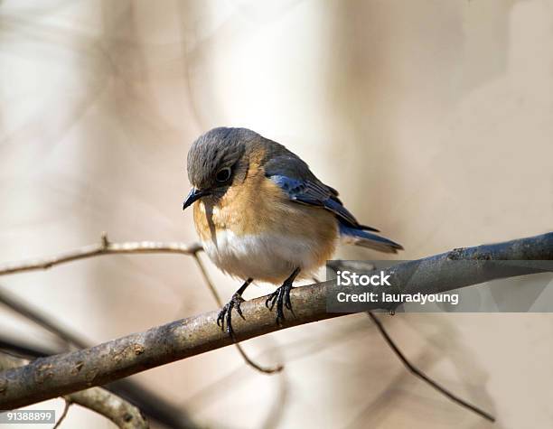 Kobieta Bluebird W Zimie - zdjęcia stockowe i więcej obrazów Bez ludzi - Bez ludzi, Błękitnik, Chłodny