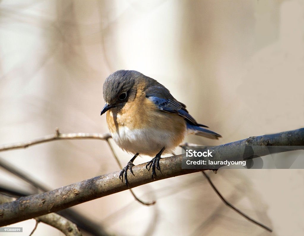 Женский Bluebird в зимний - Стоковые фото Без людей роялти-фри