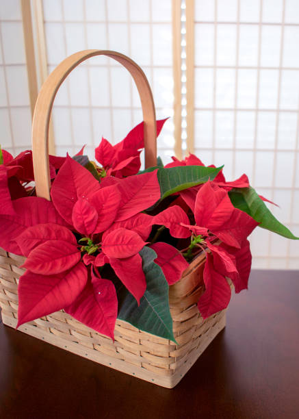 istock A woven basket containing bright red poinsettias 913889746