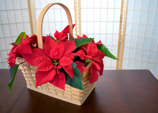 istock A basket filled with bright red poinsettias 913889758