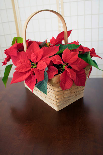 istock Basket containing beautiful red poinsettias 913889774