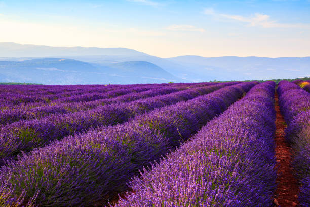istock Lavender field summer landscape near Sault 913890138