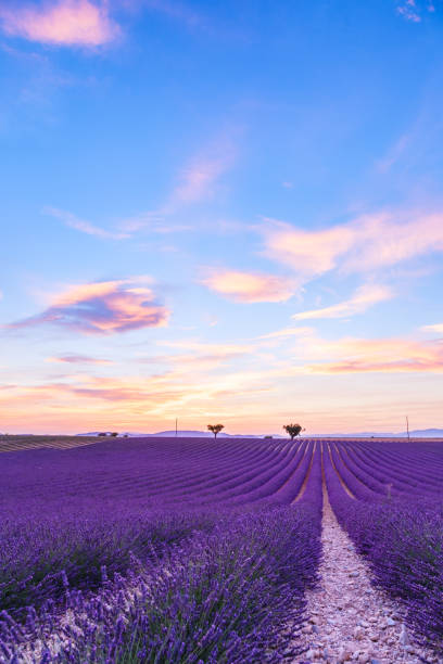 istock Lavender field summer landscape near Valensole 913890198