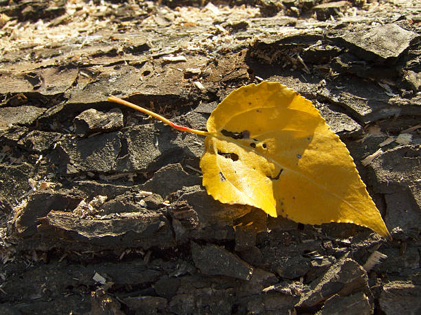 amarelo folha - cutting tree moving down bark imagens e fotografias de stock